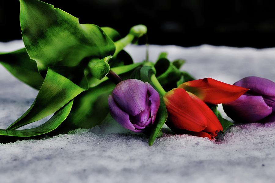 Flower Photograph - Tulips and Snow by Andrew Mcdermott