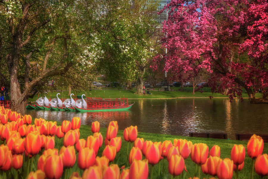 Tulips and Swan Boats in the Boston Public Garden Photograph by Joann Vitali