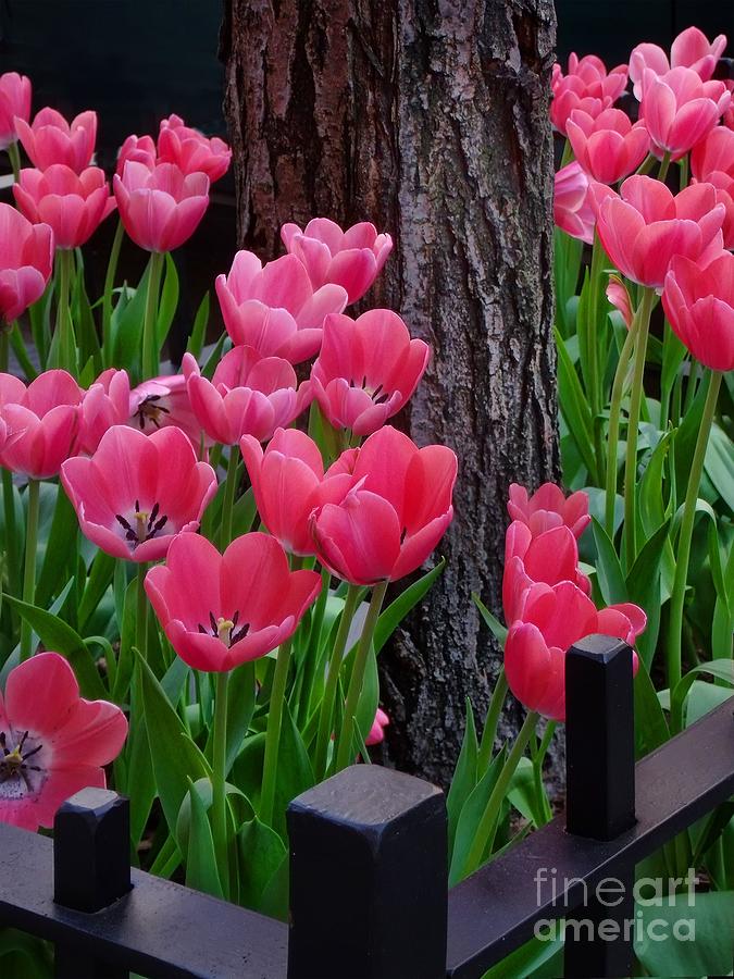 Tulips And Tree Photograph