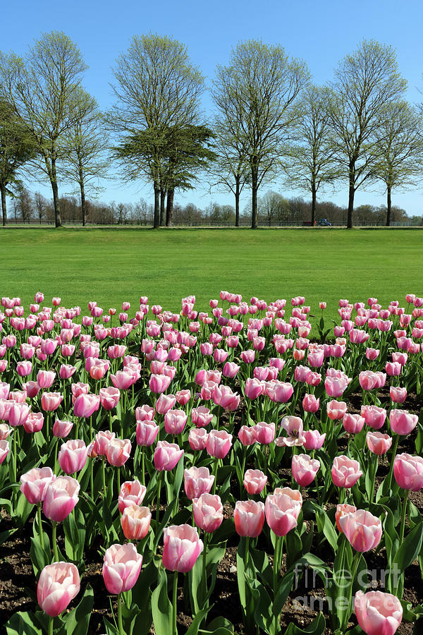 Tulips and Trees at Hampton Court Photograph by Julia Gavin