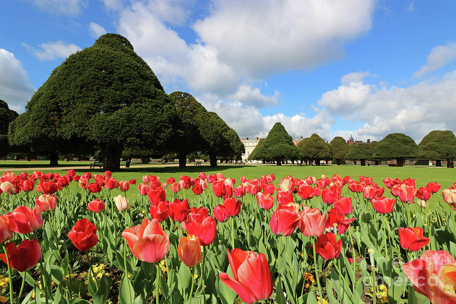 Tulips and Trees Photograph by Julia Gavin