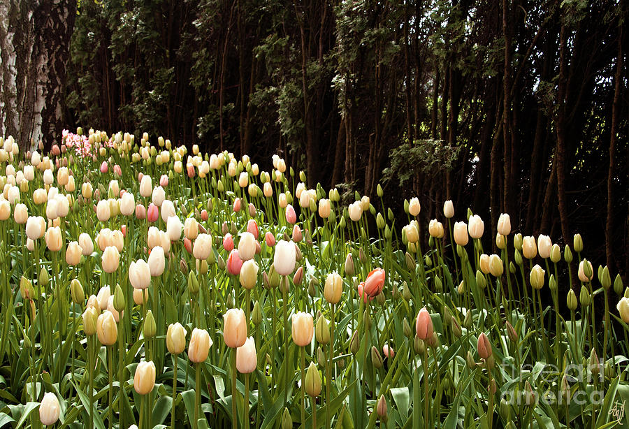 Tulips and Trees Photograph by Victoria Harrington