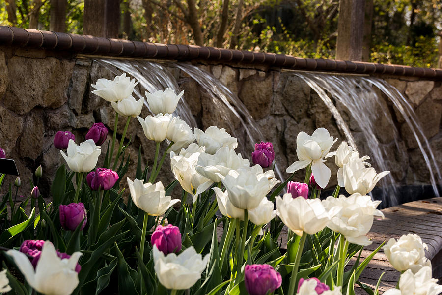 Tulips and Waterfall Photograph by Jay Stockhaus