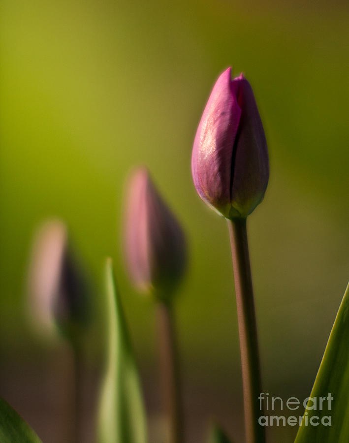 Tulips Anew Photograph