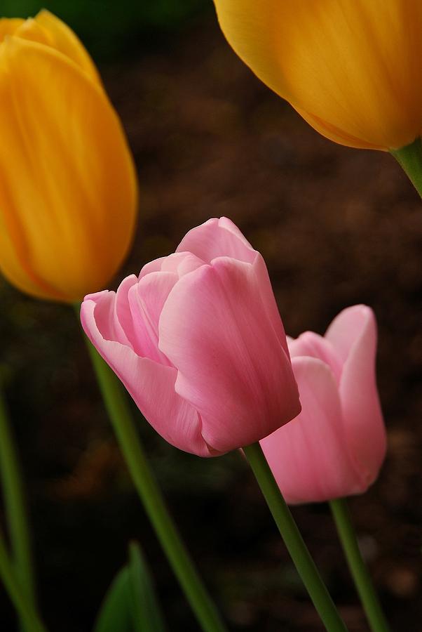 Tulips Photograph by Angie Tirado