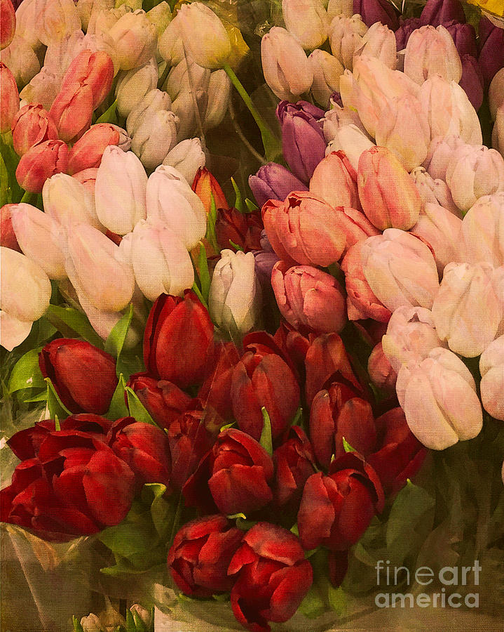 Tulips Photograph by Arlene Carmel