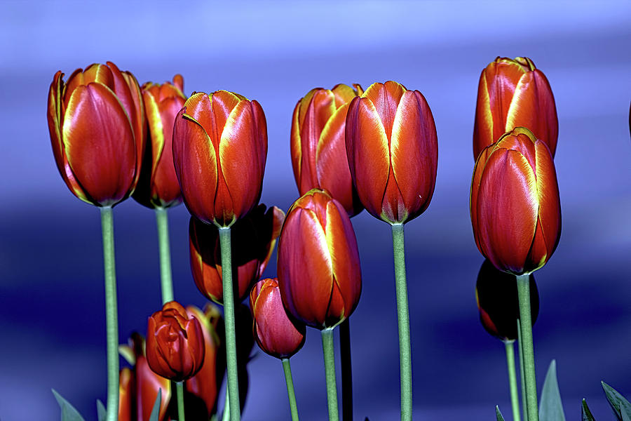Tulips at Attention by Sheldon Bilsker Tulips at Attention by Sheldon Bilsker