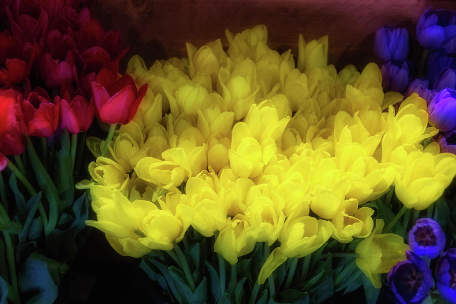 Tulips At Flower Stand Photograph by Garry Gay