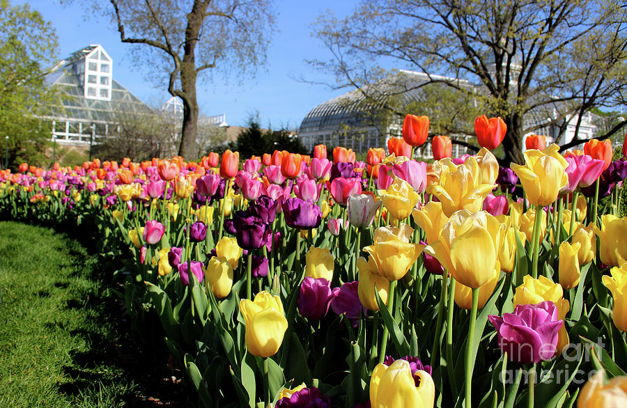 Tulips at Franklin Park Photograph by Karen Adams