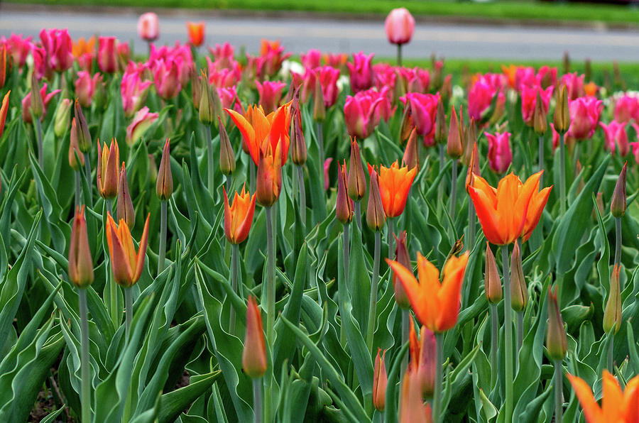 Tulips at Highland Park Photograph by Mary Courtney