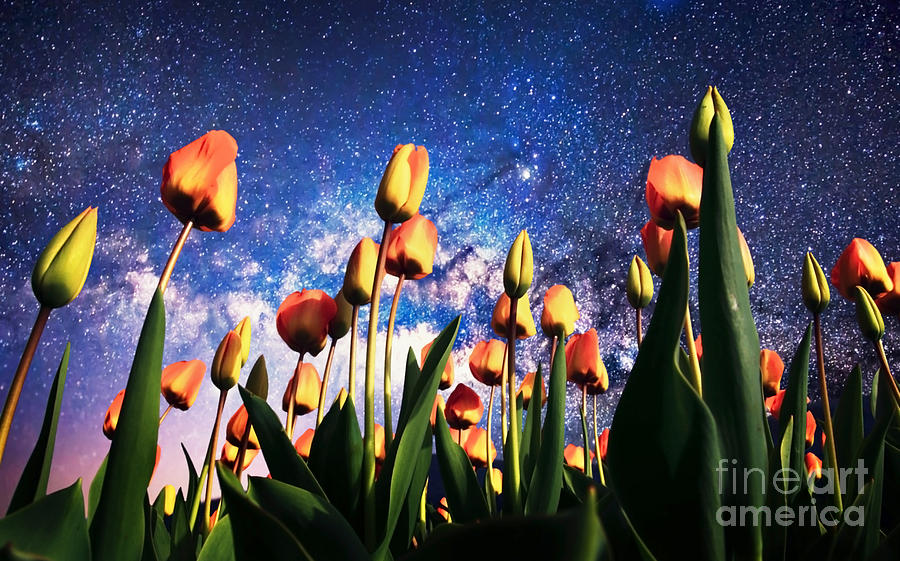 Tulips At Night Photograph by Sebastien Coell