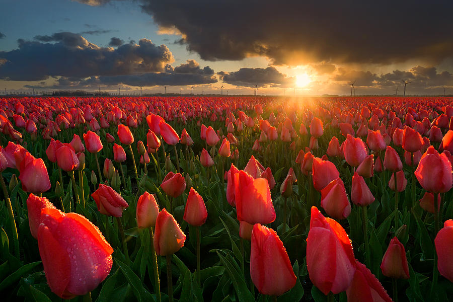 Tulips at Sunset Photograph by Martin Podt - Pixels