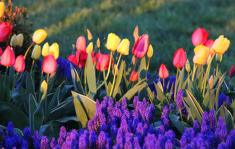 Tulips at Sunset Photograph by Trina Ansel