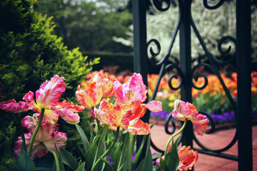 Tulips at the Garden Gate Photograph by Jessica Jenney