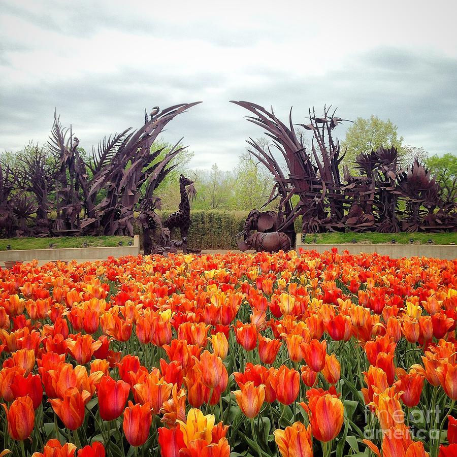 Tulips At The St Louis Zoo  Photograph by Debbie Fenelon
