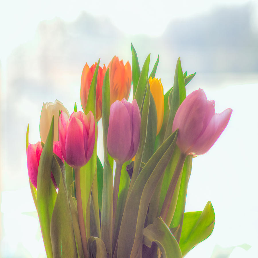 Tulips at the window Photograph by Stoney Stone