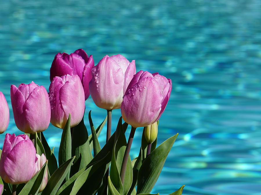 Tulips At Water Photograph by Yuri Tomashevi