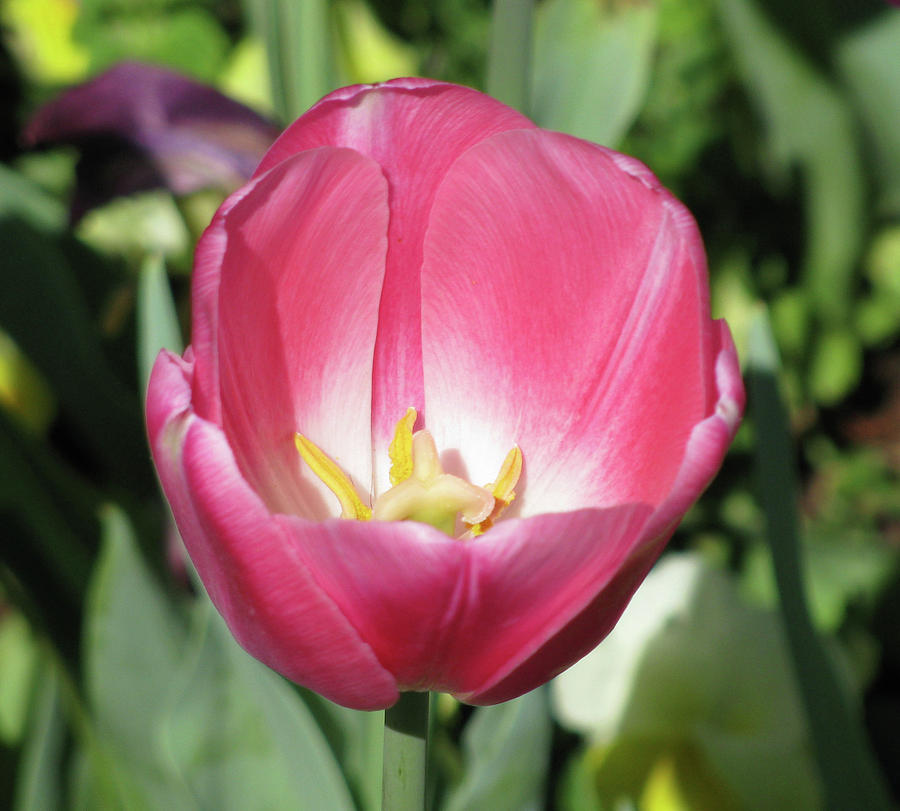 Tulips - Beauty In Bloom 25 Photograph by Pamela Critchlow