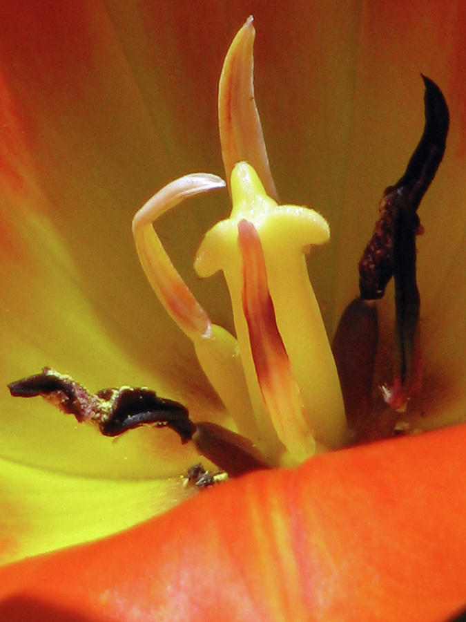 Tulips - Beauty In Bloom 31 Photograph by Pamela Critchlow