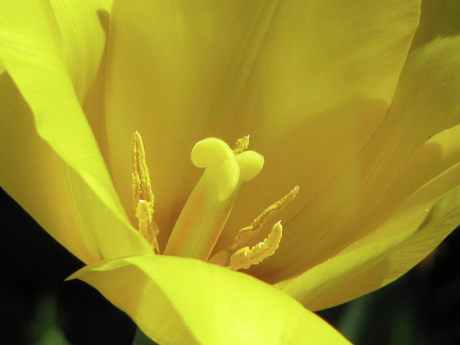 Tulips - Beauty In Bloom 35 Photograph by Pamela Critchlow