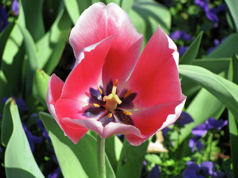 Tulips - Beauty In Bloom 36 Photograph by Pamela Critchlow