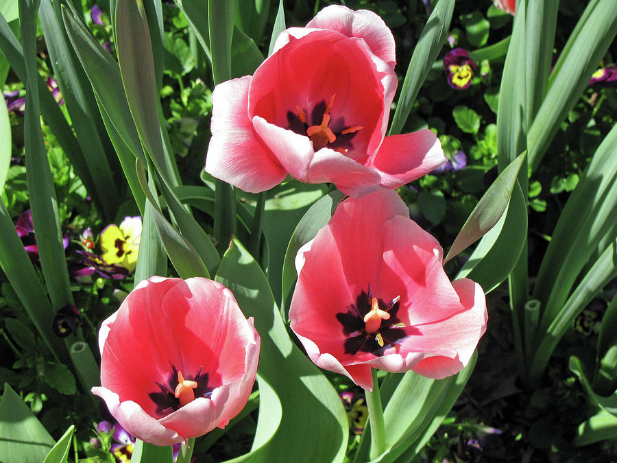 Tulips - Beauty In Bloom 39 Photograph by Pamela Critchlow