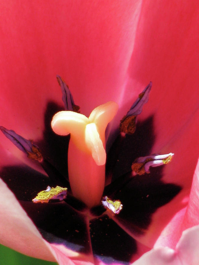 Tulips - Beauty In Bloom 41 Photograph by Pamela Critchlow