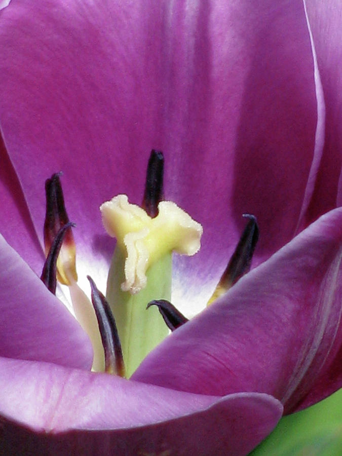 Tulips - Beauty In Bloom 55 Photograph by Pamela Critchlow