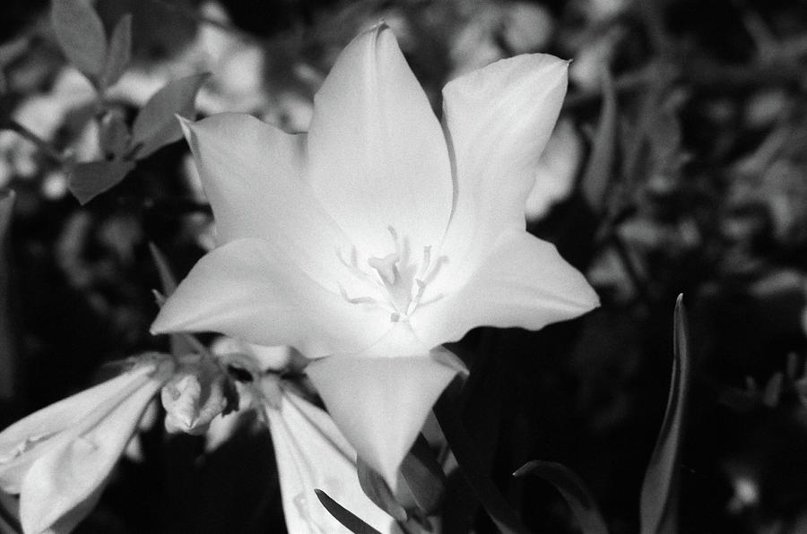 Tulips - Beauty In Bloom - BW Infrared SFX 01 Photograph by Pamela Critchlow