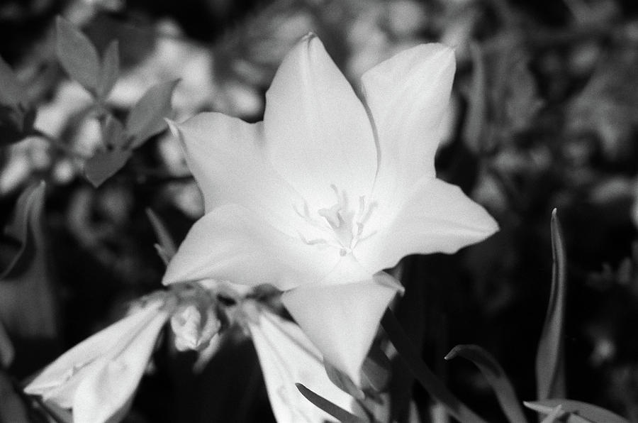 Tulips - Beauty In Bloom - BW Infrared SFX 02 Photograph by Pamela Critchlow