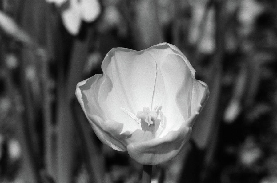 Tulips - Beauty In Bloom - BW Infrared SFX 05 Photograph by Pamela Critchlow