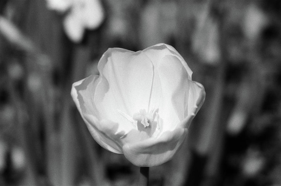 Tulips - Beauty In Bloom - BW Infrared SFX 06 Photograph by Pamela Critchlow
