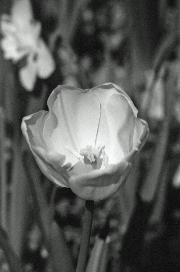 Tulips - Beauty In Bloom - BW Infrared SFX 07 Photograph by Pamela Critchlow