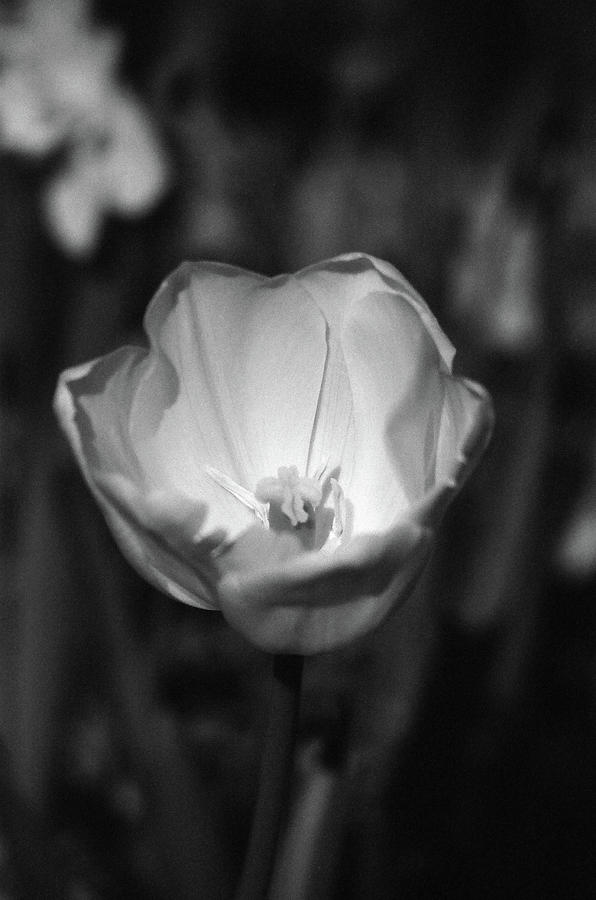 Tulips - Beauty In Bloom - BW Infrared SFX 08 Photograph by Pamela Critchlow
