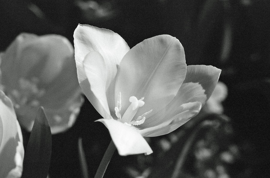Tulips - Beauty In Bloom - BW Infrared SFX 09 Photograph by Pamela Critchlow