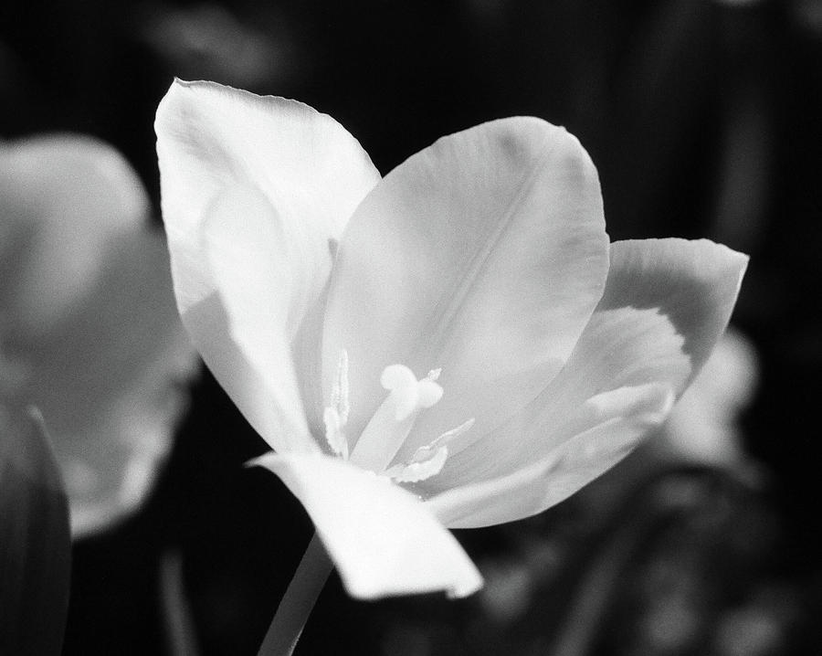 Tulips - Beauty In Bloom - BW Infrared SFX 10 Photograph by Pamela Critchlow
