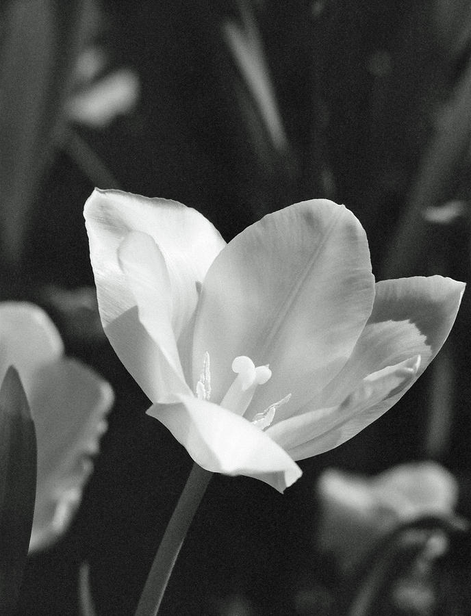 Tulips - Beauty In Bloom - BW Infrared SFX 11 Photograph by Pamela Critchlow