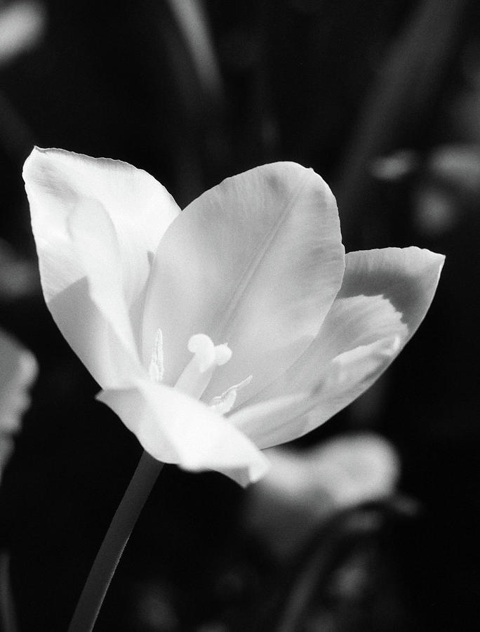 Tulips - Beauty In Bloom - BW Infrared SFX 12 Photograph by Pamela Critchlow