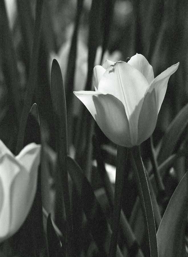 Tulips - Beauty In Bloom - BW Infrared SFX 13 Photograph by Pamela Critchlow