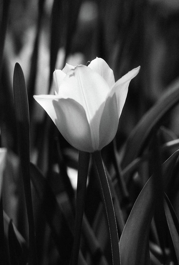 Tulips - Beauty In Bloom - BW Infrared SFX 14 Photograph by Pamela Critchlow