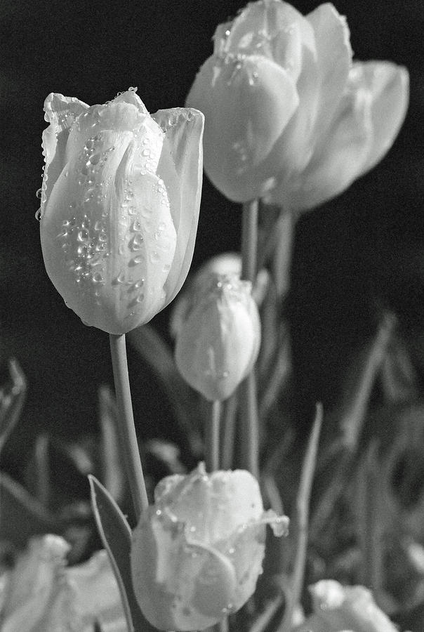 Tulips - Beauty In Bloom - BW Infrared SFX 15 Photograph by Pamela Critchlow
