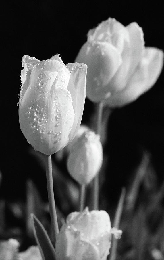 Tulips - Beauty In Bloom - BW Infrared SFX 16 Photograph by Pamela Critchlow