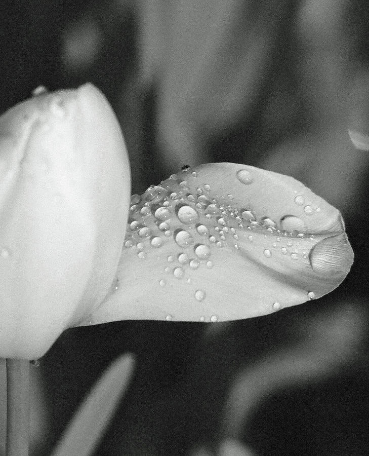Tulips - Beauty In Bloom - BW Infrared SFX 17 Photograph by Pamela Critchlow