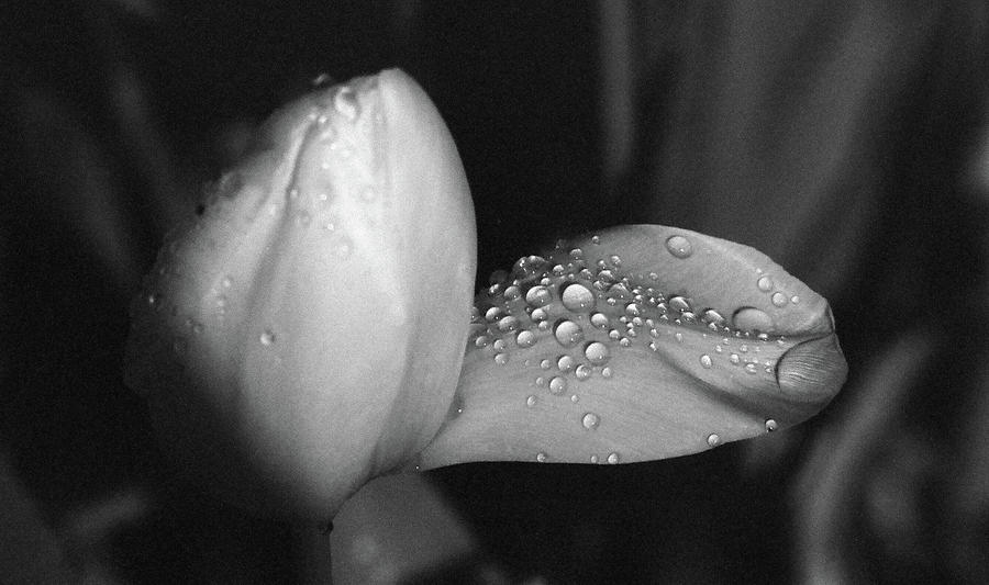 Tulips - Beauty In Bloom - BW Infrared SFX 18 Photograph by Pamela Critchlow