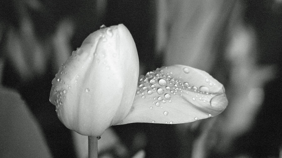 Tulips - Beauty In Bloom - BW Infrared SFX 19 Photograph by Pamela Critchlow