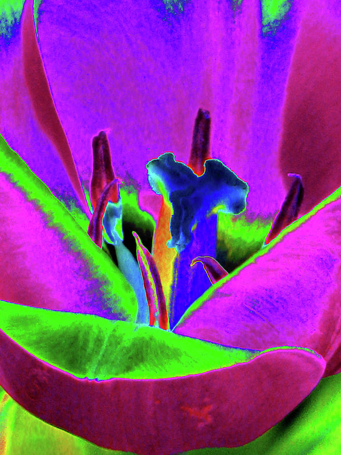 Tulips - Beauty In Bloom - PhotoPower 3418 Photograph by Pamela Critchlow