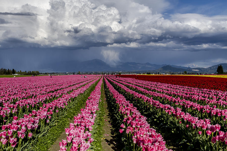 Tulips Before the Storm Photograph by Teri Virbickis