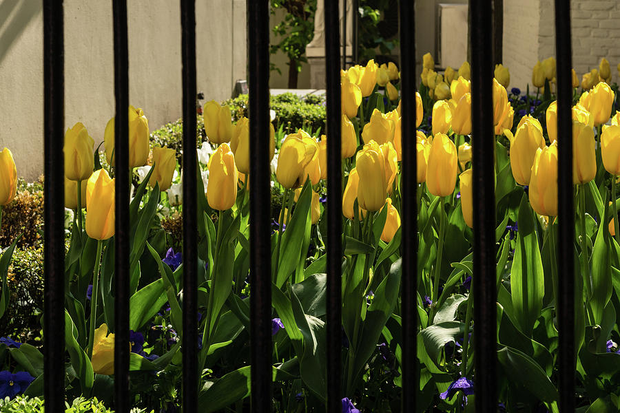 Tulips Behind Bars Photograph by Georgia Mizuleva