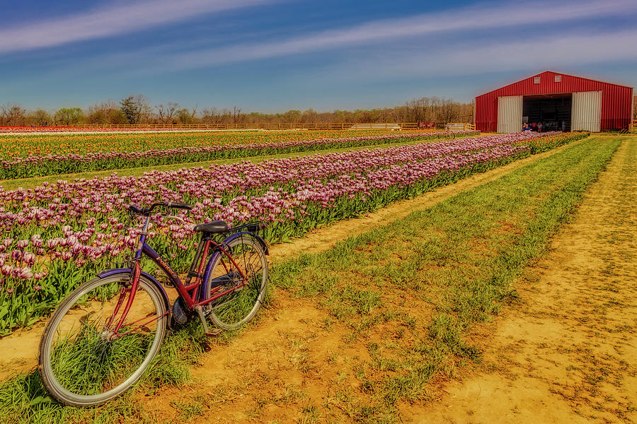 Tulips, Bicycle and Barn Photograph by Susan Candelario