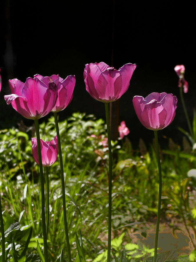 Tulips Photograph by Bill Cannon